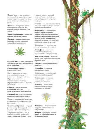 Книга "Большая книга о лесах и деревьях" - Muffinbook - Магазин детских ...