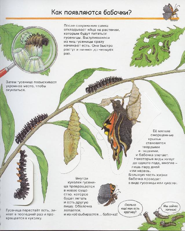Цикл развития насекомых бабочки. Как появляется бабочка. Жизненный цикл бабочки махаон. Цикл развития насекомых для дошкольников. Жизненный цикл развития бабочки.