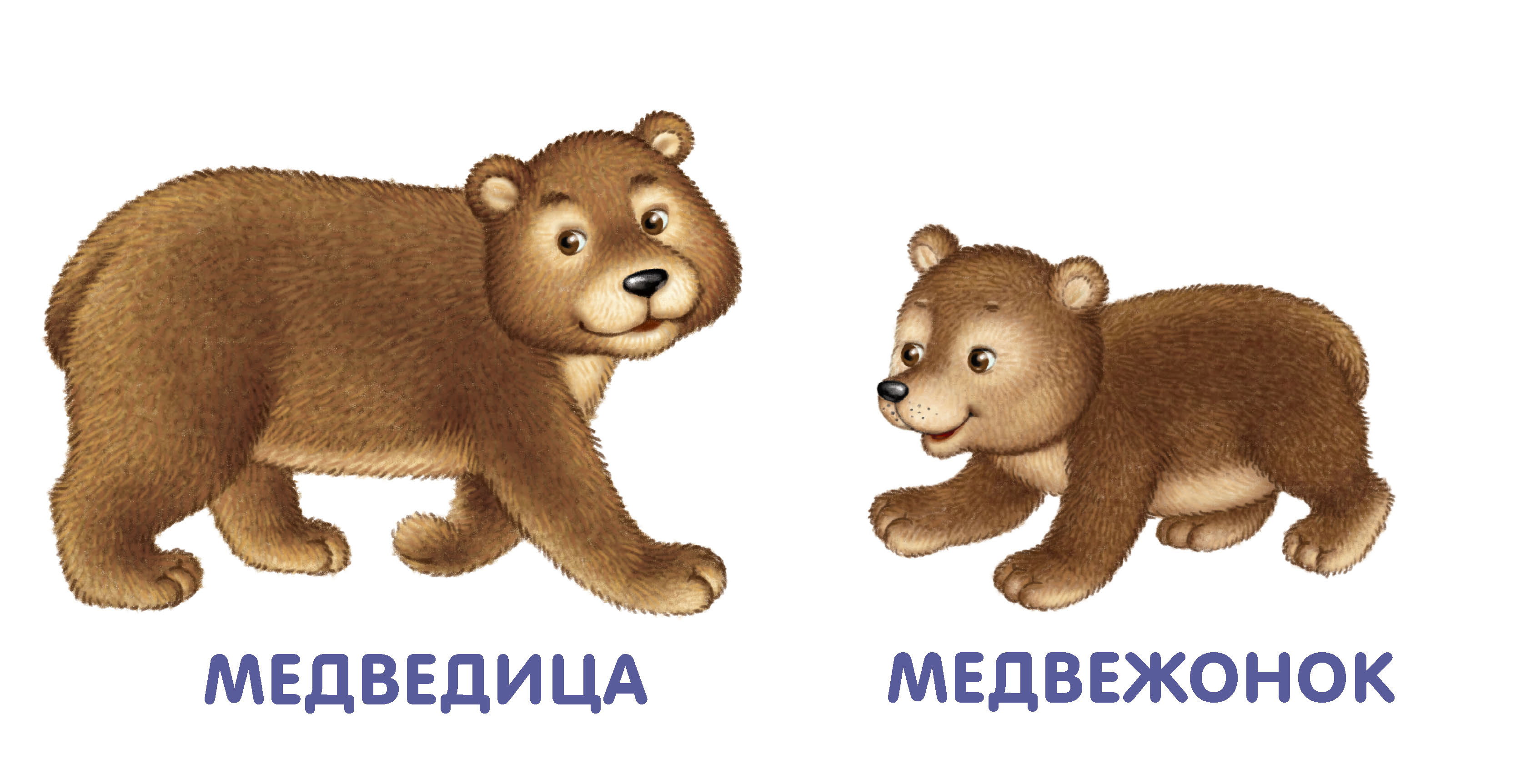 Медведь карточка для детей