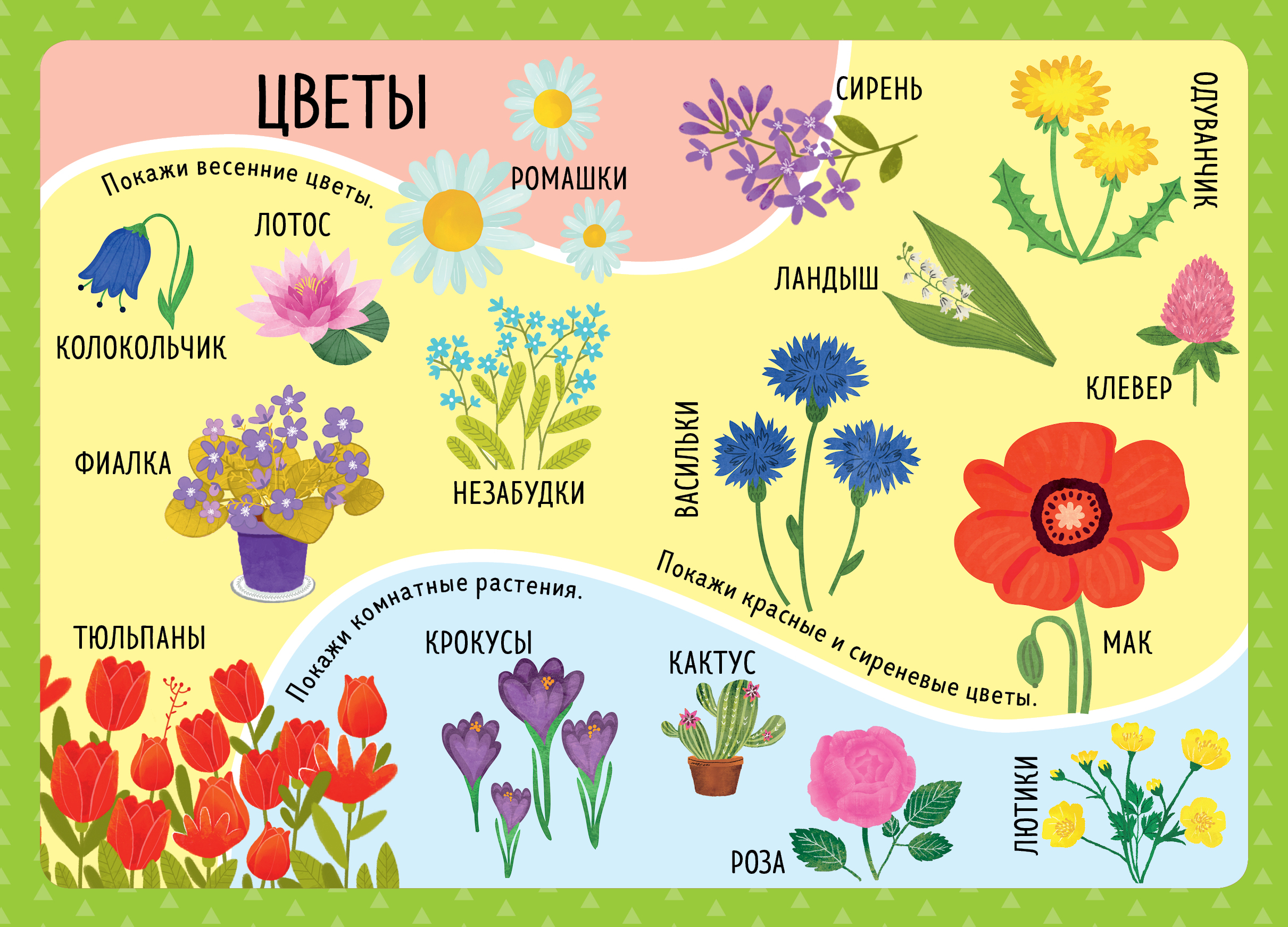 Обучающие названия. Плакат. Цветы. Плакат цветы для детского сада. Цветы плакат для детей. Плакат полевые цветы для детей.