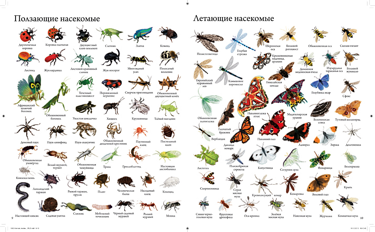Насекомые и различные животные. Насекомые названия. Картинки насекомых с названиями. Насекомые с названиями для детей. Видовые названия насекомых.