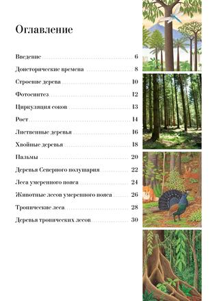 Книга "Большая книга о лесах и деревьях" - Muffinbook - Магазин детских ...