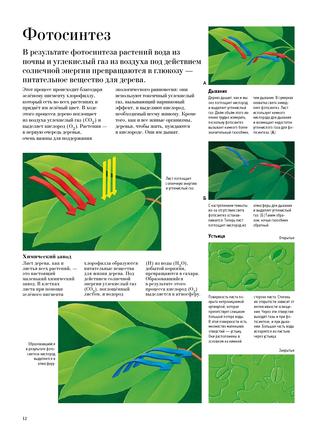 Книга "Большая книга о лесах и деревьях" - Muffinbook - Магазин детских ...