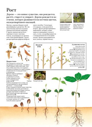 Книга "Большая книга о лесах и деревьях" - Muffinbook - Магазин детских ...