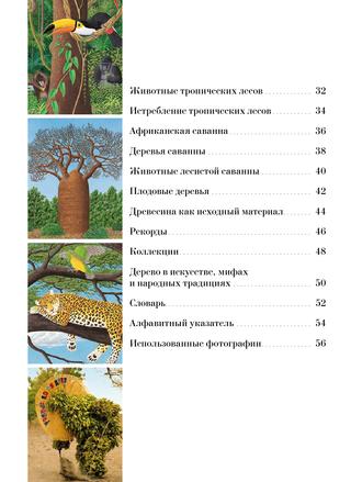 Книга "Большая книга о лесах и деревьях" - Muffinbook - Магазин детских ...