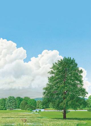 Книга "Большая книга о лесах и деревьях" - Muffinbook - Магазин детских ...