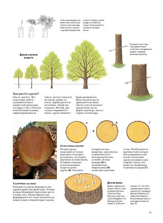 Книга "Большая книга о лесах и деревьях" - Muffinbook - Магазин детских ...