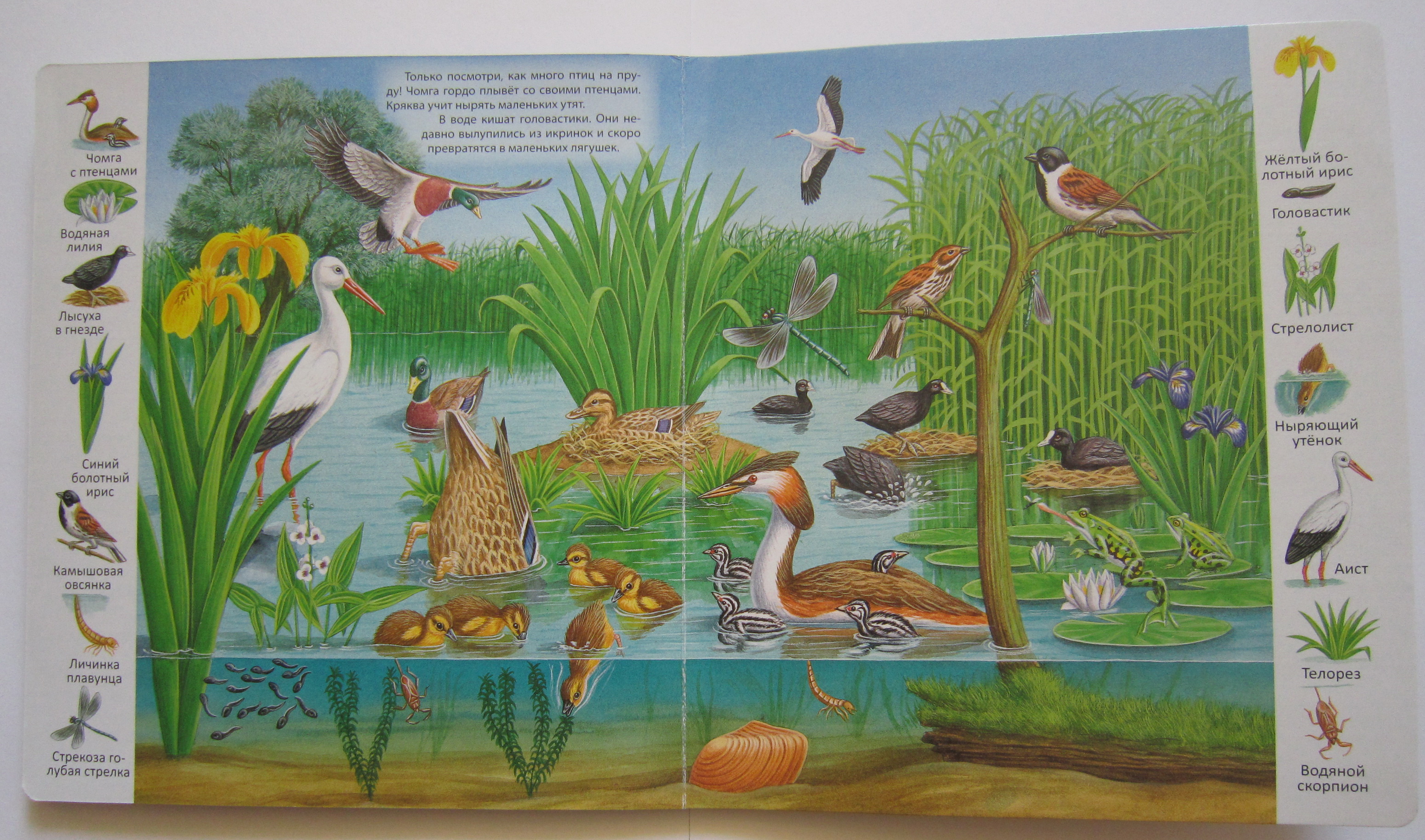 обитатели озера. кто живет в озере. обитатели природных сообществ. экосистема озера. экосистема лесного озера.